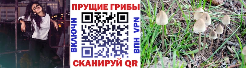 Купить  Железногорск  Псилоцибиновые грибы Magic Shrooms 